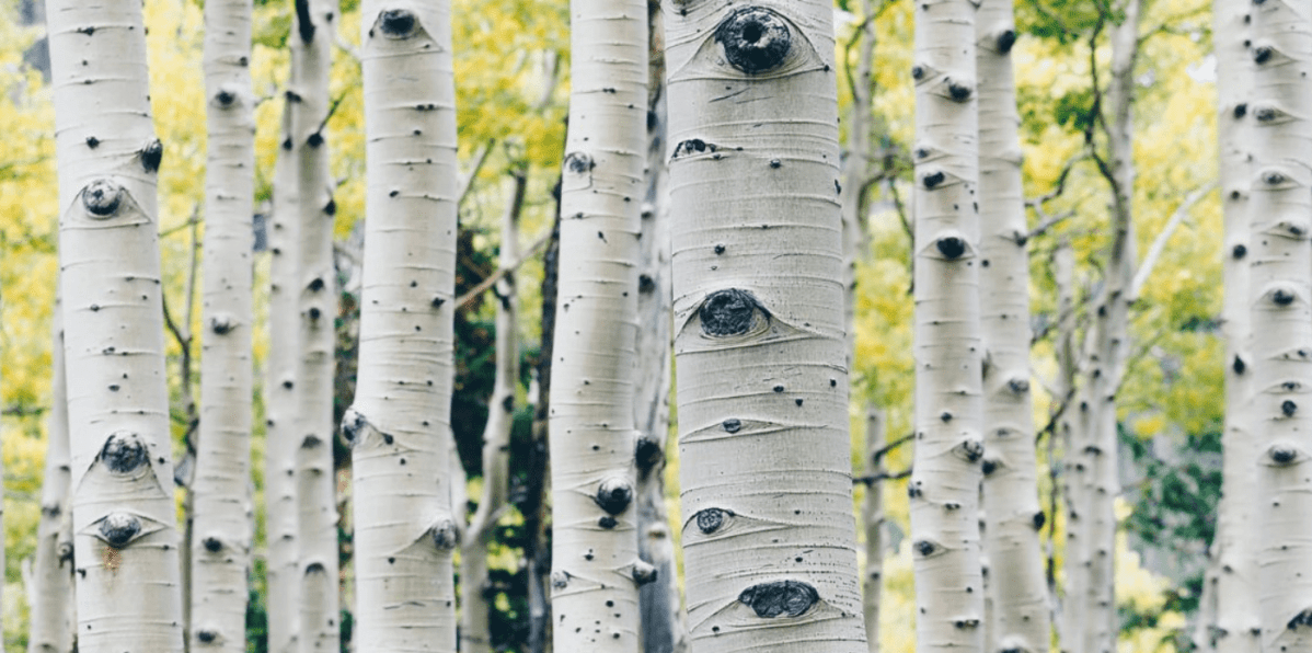 birch trees