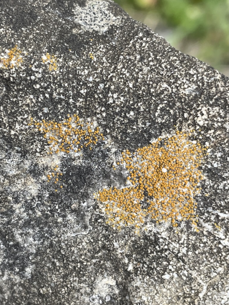 lichen