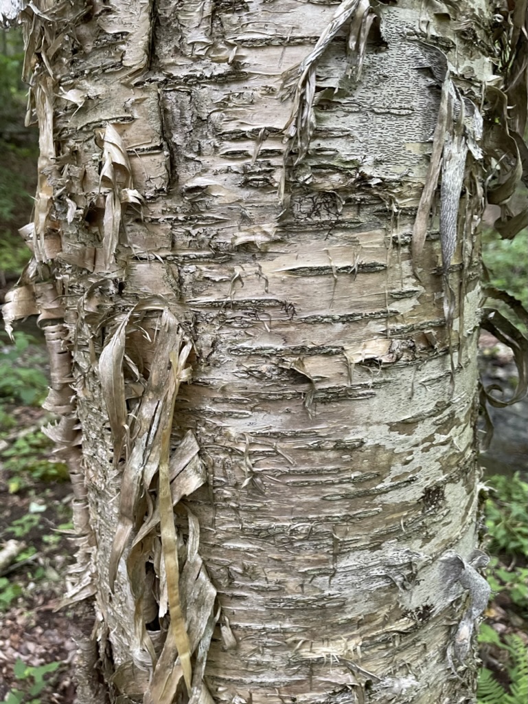 old birch