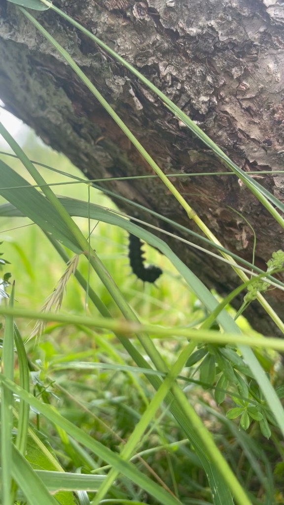 caterpillar