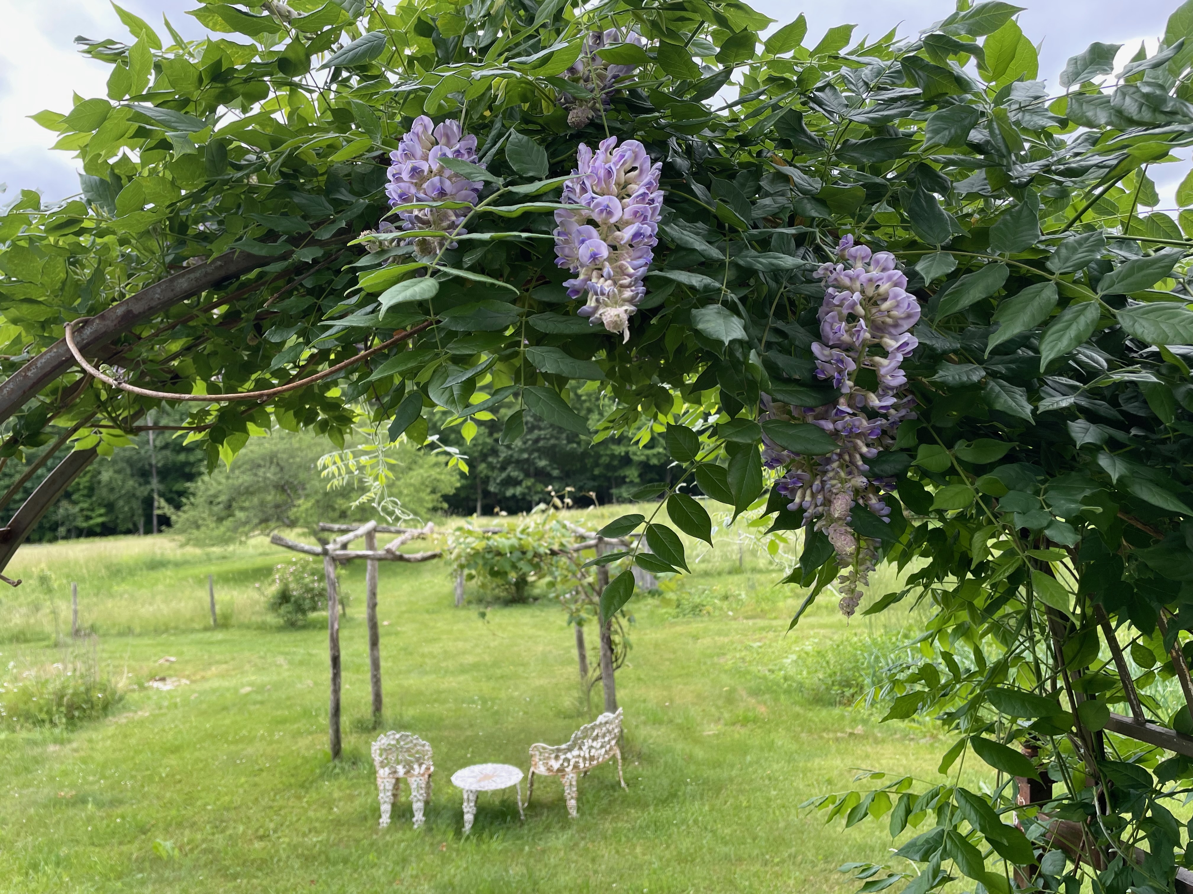 wisteria vines entering the garden with iron chairs.